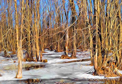 Frozen Swamp_P1000926.jpg - Photographed near Perth, Ontario, Canada.